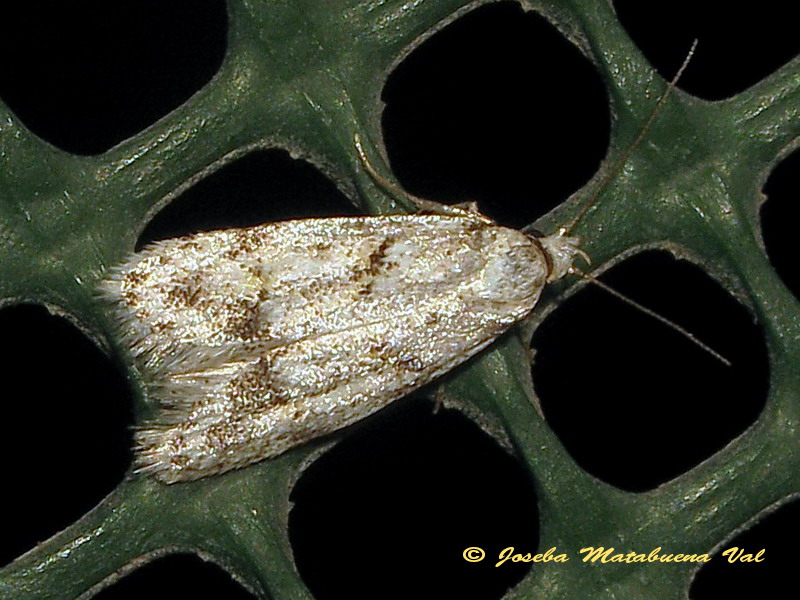 micro 3: Symmoca signatella  (Gelechiidae)